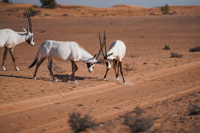 Dubai Red Dunes Safari: Dune Bashing, Camel Ride & Breakfast - Hotel pickup and the ride into the reserve