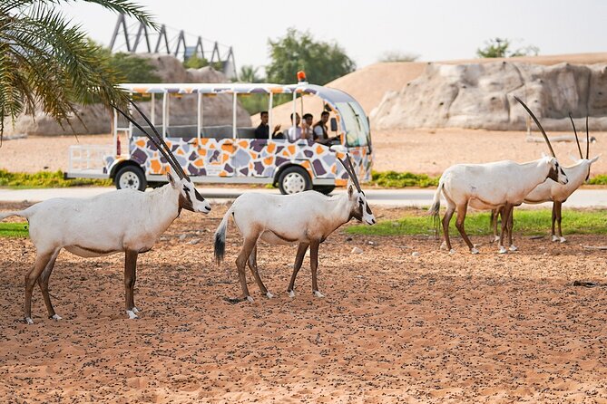 Dubai Safari Park - Who will get the most from this visit