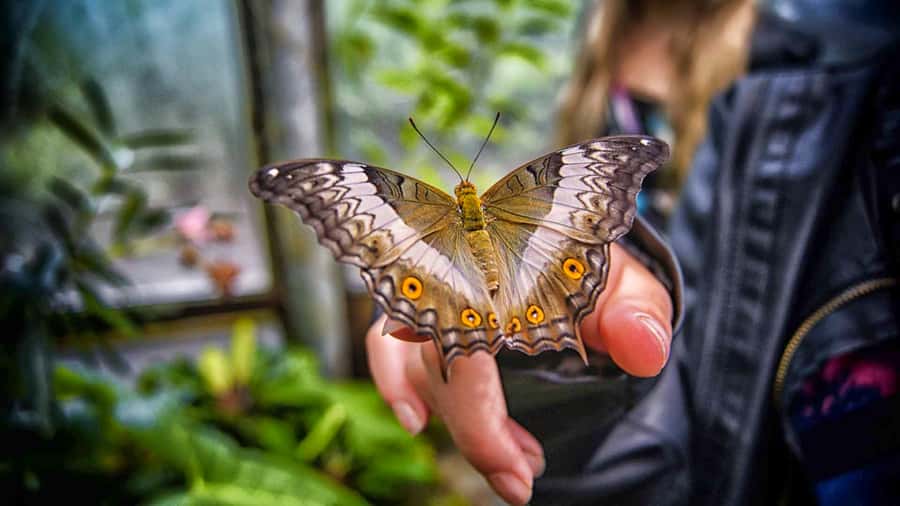 Dubai: Skip-The-Line Ticket to Butterfly Garden - Small Details That Make the Visit Better