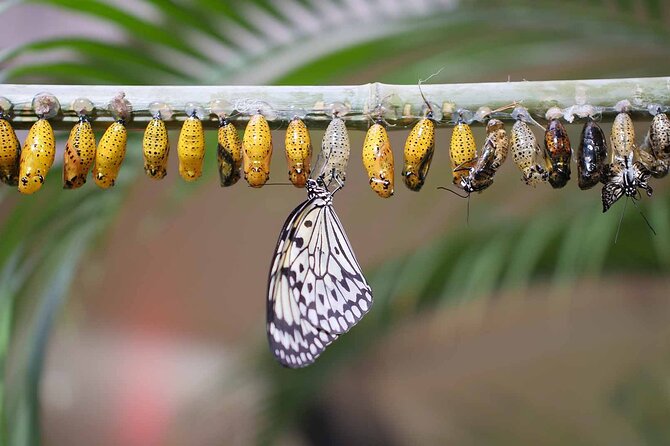 Dubai: Skip-The-Line Ticket to Butterfly Garden - The Koi Pond and Other Small Stops