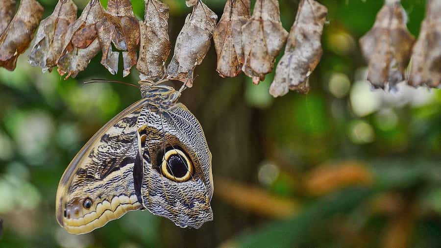 Dubai: Skip-The-Line Ticket to Butterfly Garden - Best for Children, Couples, and Solo Visitors