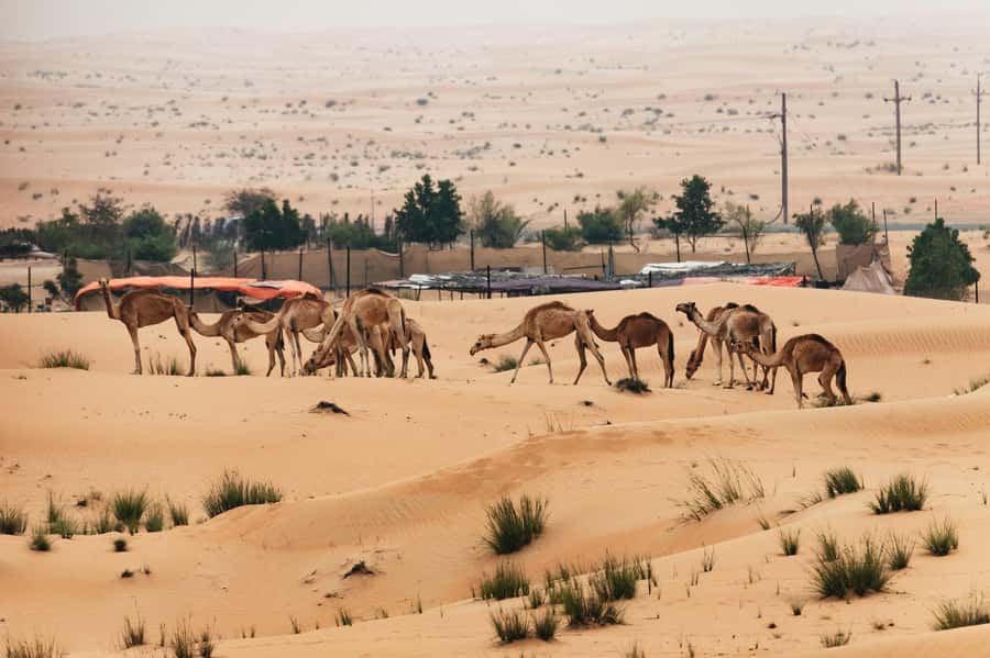 Dubai: Sunrise Balloon Flight with Camel Ride & Breakfast - Floating over the Dubai Desert Conservation Reserve