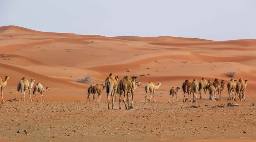 Dubai Sunrise Desert Camel Trek with Breakfast - Why this tour begins before dawn