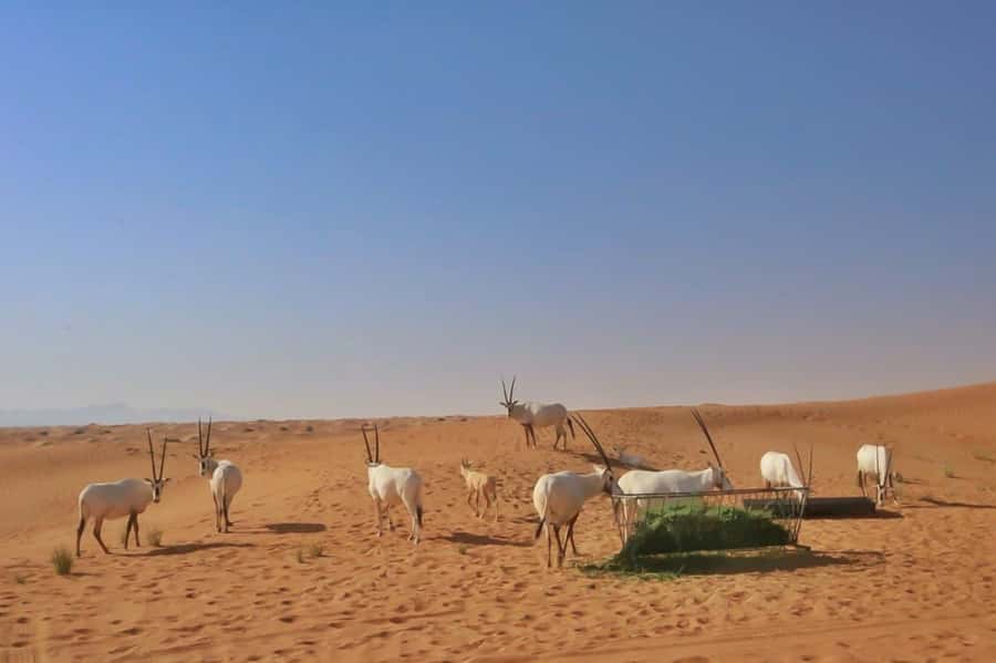 Dubai: Sunrise Desert Jeep Safari with Wildlife Experience - Who should book this sunrise safari?