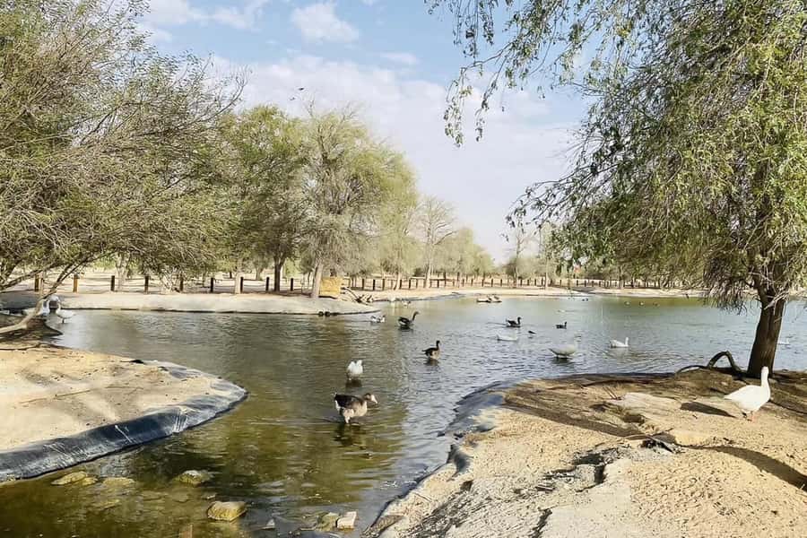 Dubai: Sunrise Desert Jeep Safari with Wildlife Experience - Should you book it?