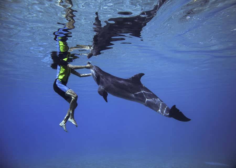 Dubai: Swim with Dolphins at Atlantis Waterpark - Meeting a dolphin at Dolphin Bay