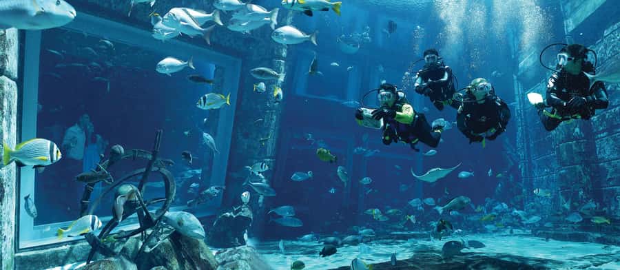 Dubai: The Lost Chambers Aquarium Atlantis Diving Experience - Swimming inside the Ambassador Lagoon