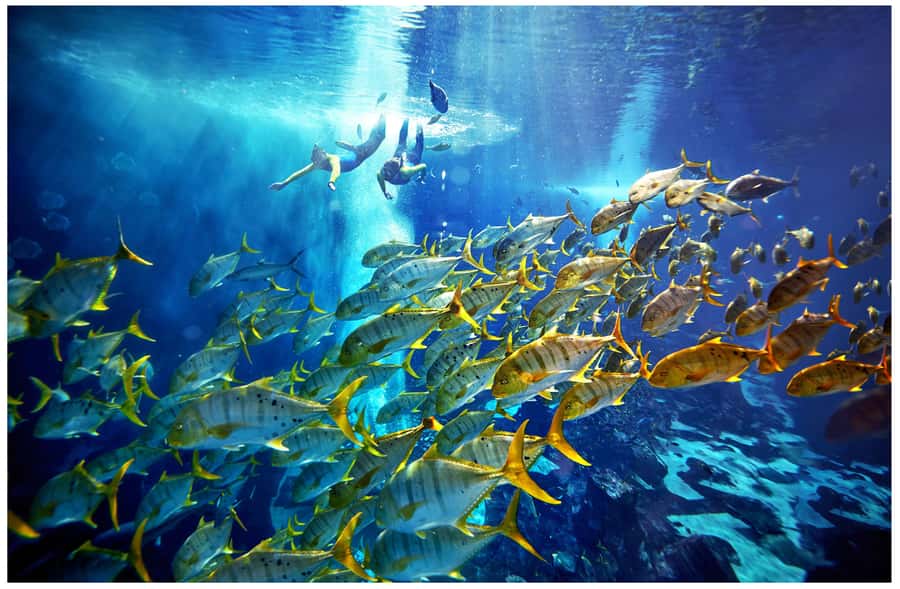 Dubai: The Lost Chambers Aquarium Snorkeling Experience - Key things to know before booking