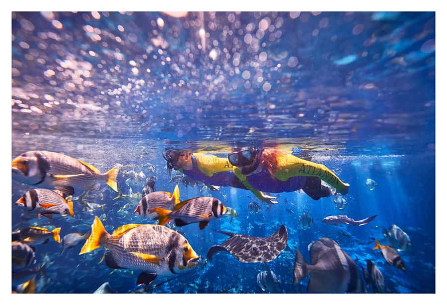Dubai: The Lost Chambers Aquarium Snorkeling Experience - What the Ambassador Lagoon experience is really like
