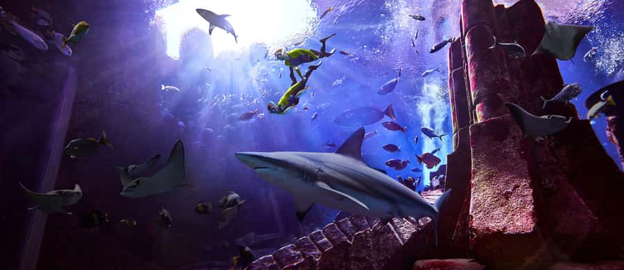 Dubai: The Lost Chambers Aquarium Snorkeling Experience - The short swim among sharks and rays