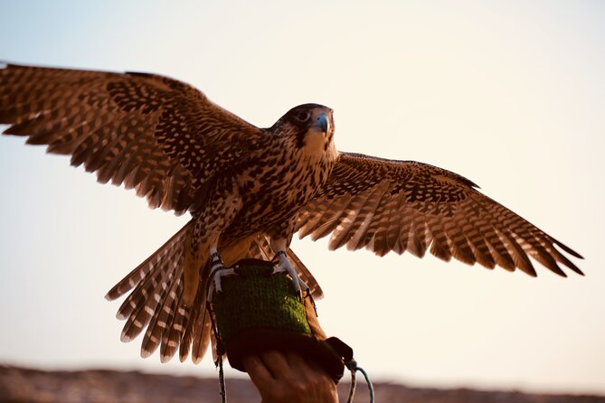 Evening Desert Safari Abu Dhabi with Hot BBQ Dinner - Sandboarding, skiing, and other hands-on activities