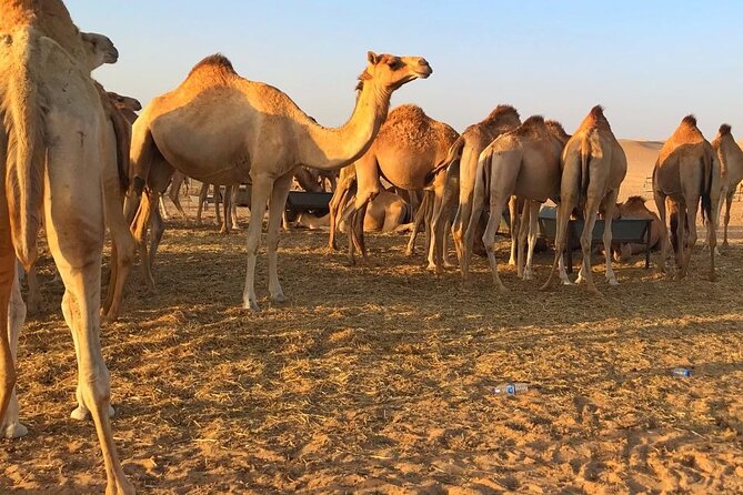 Evening Desert Safari Abu Dhabi with Hot BBQ Dinner - Who will enjoy this six-hour desert evening