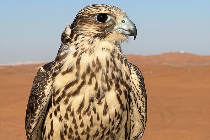 Evening Desert Safari Camel Ride Dinner Live Shows in Abu Dhabi - Is $69 good value for this Abu Dhabi safari?