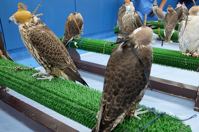 Falcon Hospital Tour Abu Dhabi - Inside the Hospital: Falcon Care Up Close