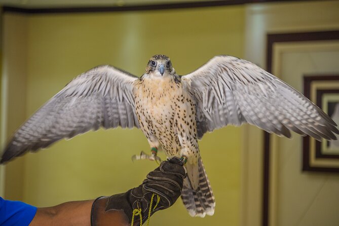 Falcon Hospital Tour Abu Dhabi - Who Will Enjoy This Visit Most?