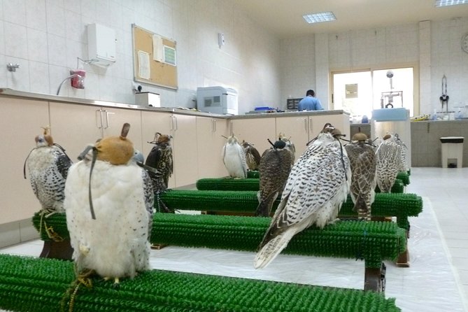 Falcon Hospital Tour Abu Dhabi - Meeting the Falcons and Taking Photos
