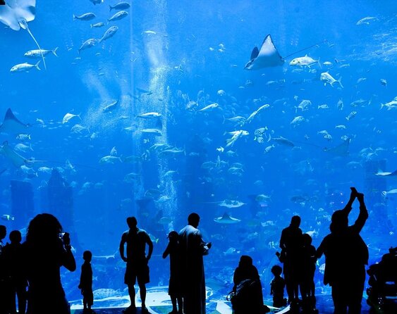 Fish Tales Lost Chambers Tour - What the Fish Tales Tour Adds to Lost Chambers