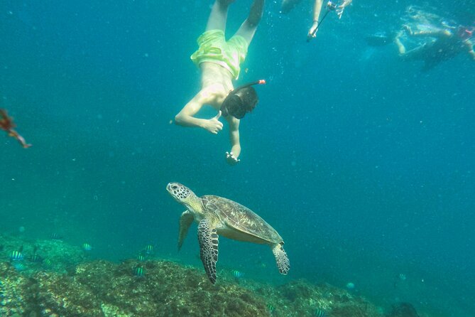 From Abu Dhabi: Snorkeling with turtles in Fujairah with BBQ - The 6 a.m. start from Abu Dhabi