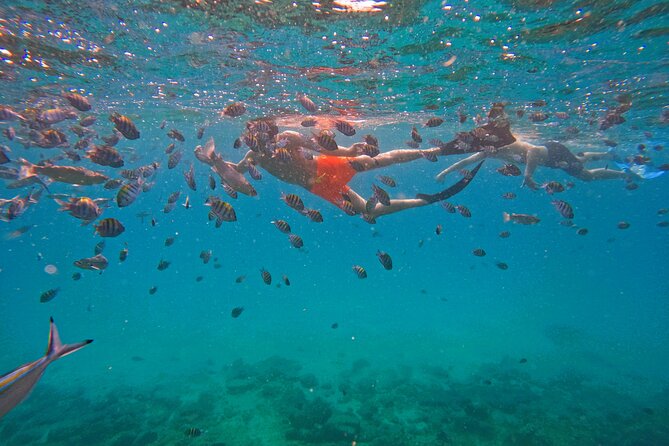 From Abu Dhabi: Snorkeling with turtles in Fujairah with BBQ - BBQ lunch after the water