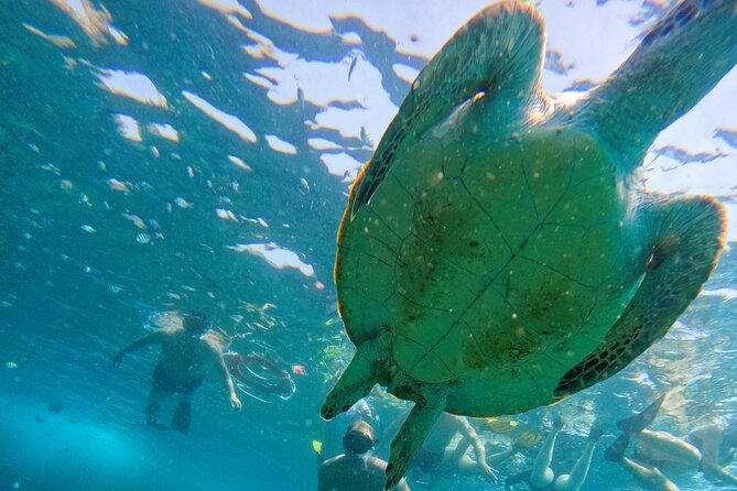 From Abu Dhabi: Snorkeling with Turtles in Fujairah with BBQ - Julia’s calm approach in the water