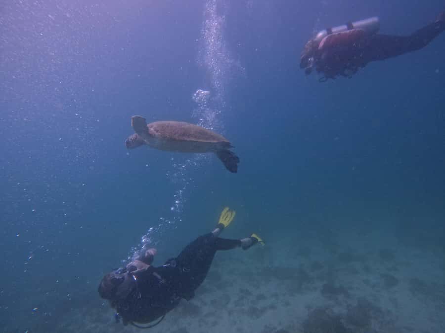 From Dubai: 2 Dives for Certified Divers with BBQ & Transfer - Two one-hour sessions at separate reef sites