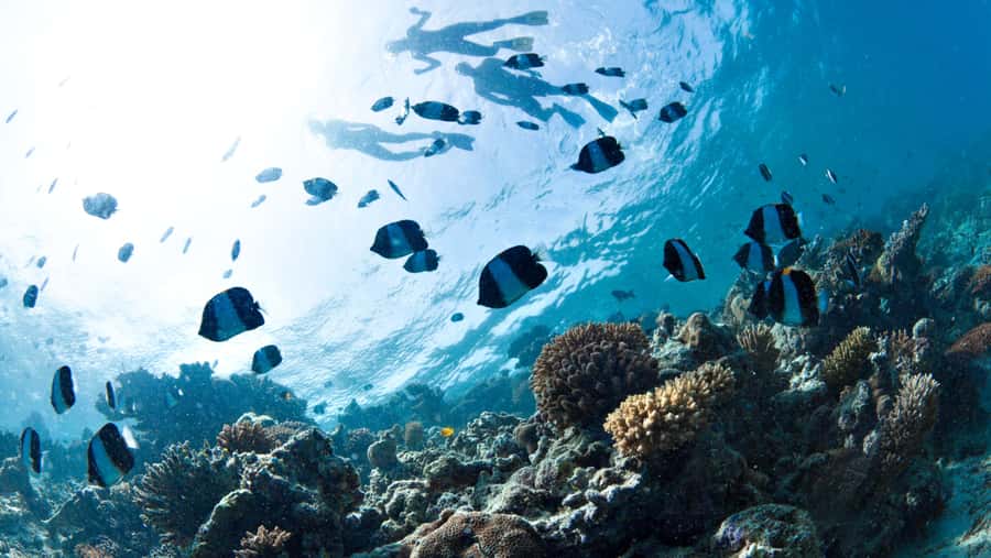 From Dubai: Discovery Scuba Diving & Snorkeling In Fujairah - At a glance