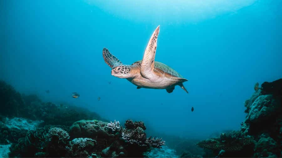 From Dubai: Discovery Scuba Diving & Snorkeling In Fujairah - From Dubai to Fujairah by comfortable minibus