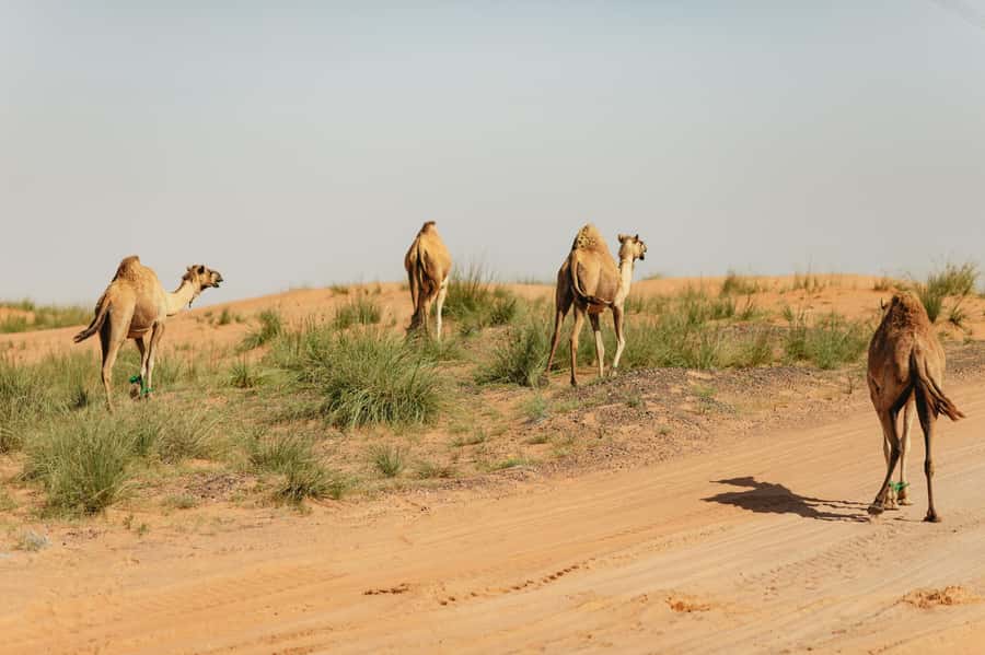 From Dubai: Fujairah East Coast Tour - The Old Souq and Heritage Village keep the day grounded