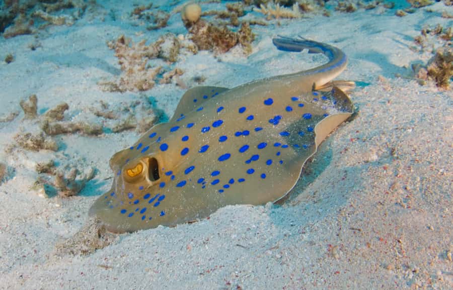 From Dubai: Fujairah Half-Day Scuba Dive and Snorkeling - The early pickup and journey to the coast