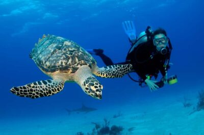 Fujairah Half-Day Scuba Dive and Snorkeling