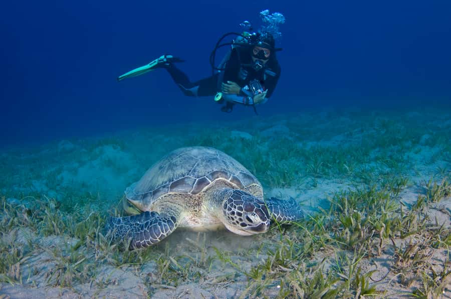 From Dubai: Fujairah Half-Day Scuba Dive and Snorkeling - Snorkeling keeps the day enjoyable for everyone