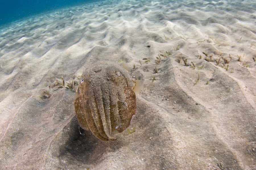 From Dubai: Fujairah Half-Day Scuba Dive and Snorkeling - Is $157 a fair price?