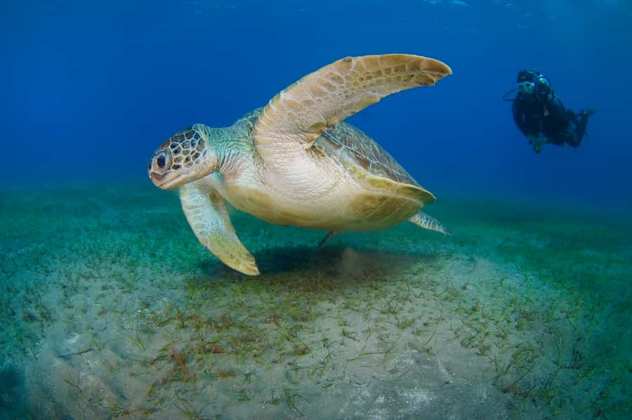 From Dubai: Fujairah Half-Day Scuba Dive and Snorkeling - Who should book this Fujairah sea day?