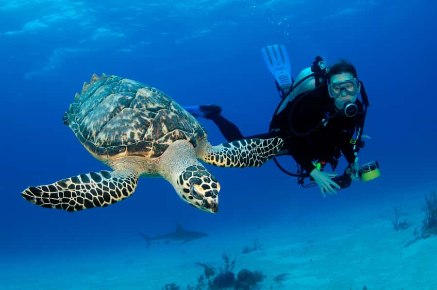 From Dubai: Fujairah Half-Day Scuba Dive and Snorkeling - Getting fitted with scuba equipment in Fujairah