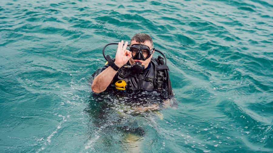 From Dubai: Fujairah Scuba Dive and Snorkeling - What the wildlife list means in practice