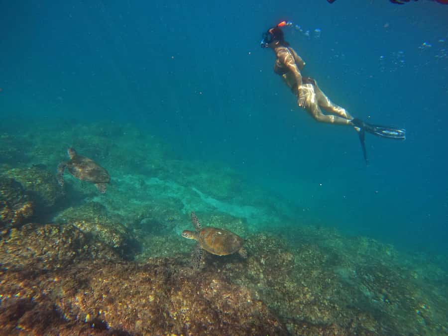 From Dubai: Fujairah Snorkeling with Turtles, Transfer & BBQ - Snoopy Island and Sharm Rocks: two chances to find turtles