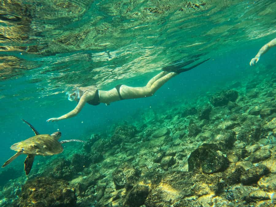 From Dubai: Fujairah Snorkeling with Turtles, Transfer & BBQ - What the BBQ lunch is really like