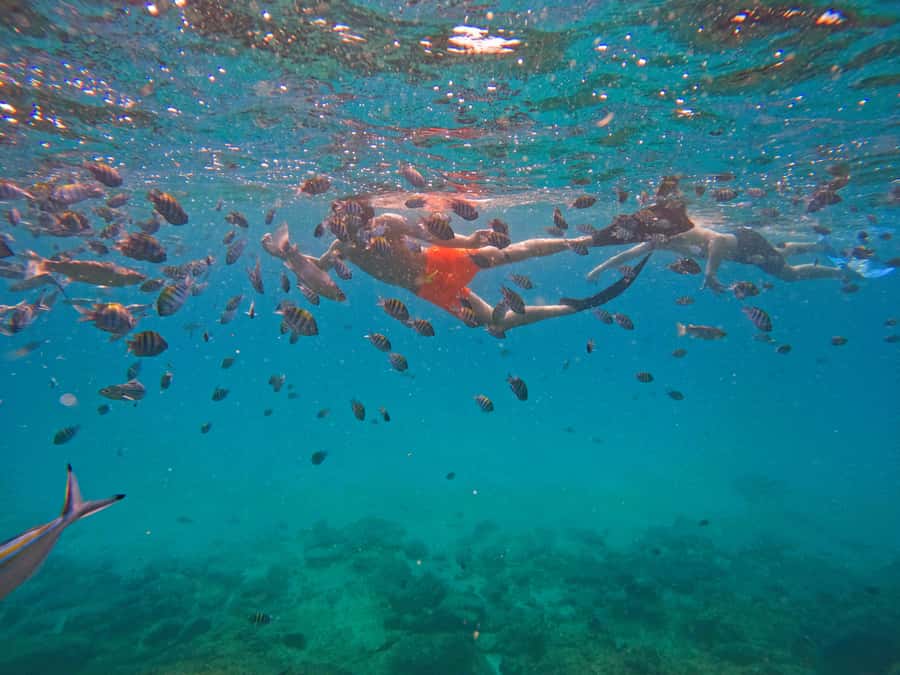 From Dubai: Fujairah Snorkeling with Turtles, Transfer & BBQ - Al Bidya Mosque, Khorfakkan Waterfall, and the amphitheatre