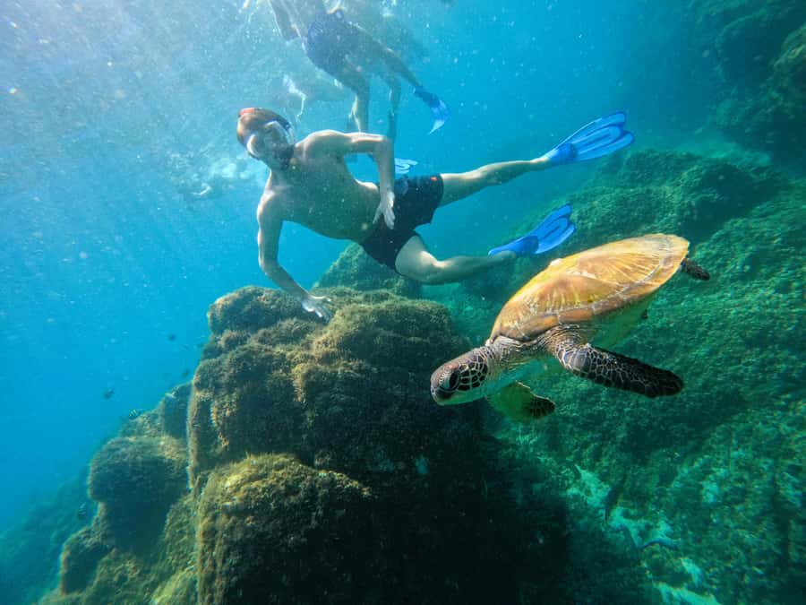 From Dubai: Fujairah Snorkeling with Turtles, Transfer & BBQ - Timing, comfort, and what to pack