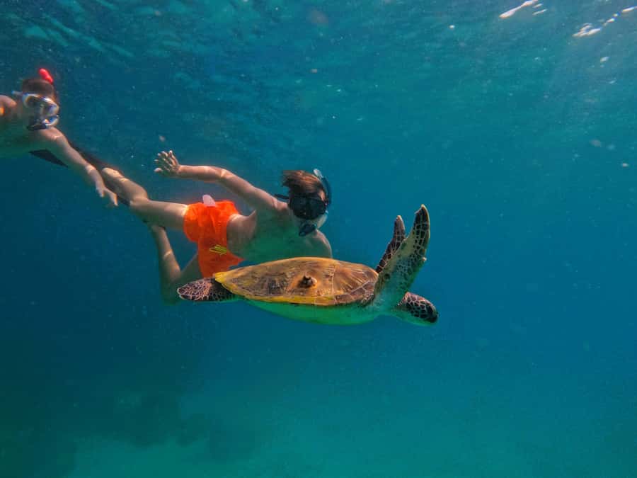 From Dubai: Fujairah Snorkeling with Turtles, Transfer & BBQ - A friendly start for nervous swimmers