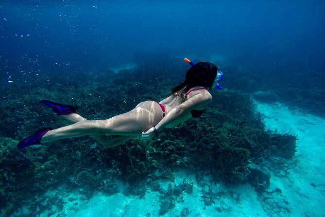 From Dubai: Snorkeling trip in Fujairah - Is $120 a fair price?