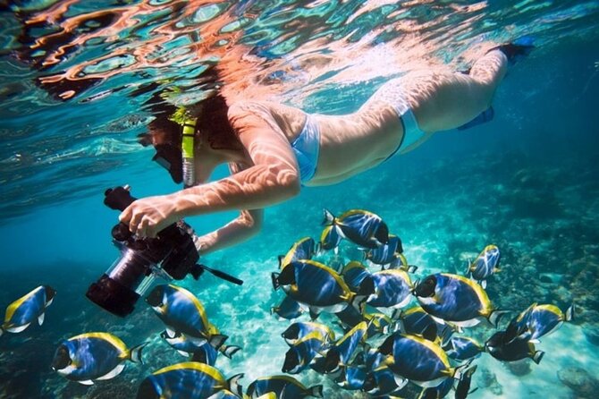From Dubai: Snorkeling trip in Fujairah - What you may see beneath Fujairah’s water