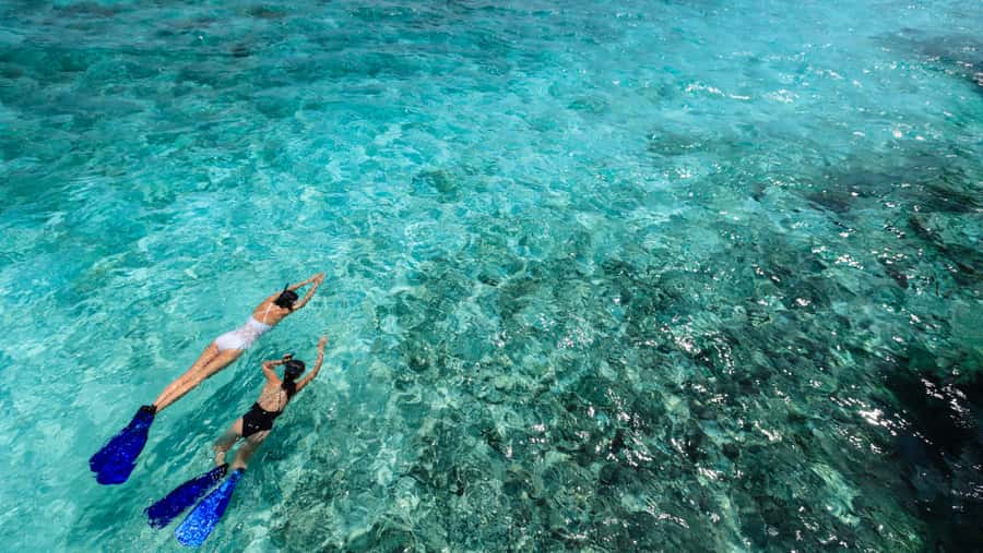 From Dubai: Snorkeling Trip to Dibba Al-Fujairah - Turtles, reef sharks, and luck underwater