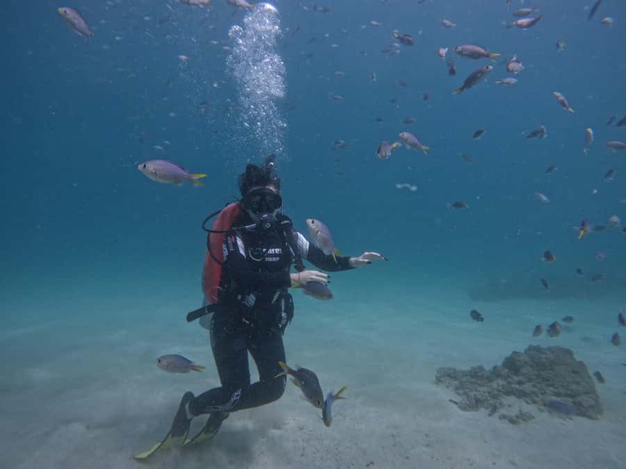 From Dubai: Try Scuba Diving, Snorkeling with BBQ & Transfer - Key points to know before booking