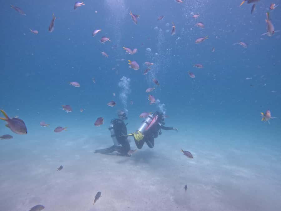 From Dubai: Try Scuba Diving, Snorkeling with BBQ & Transfer - Getting ready for your first underwater session