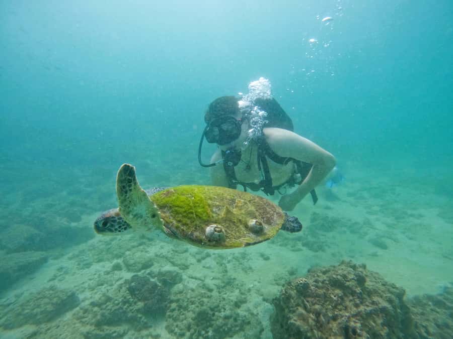 From Dubai: Try Scuba Diving, Snorkeling with BBQ & Transfer - What makes the experience good for beginners