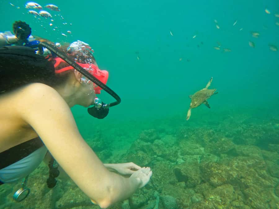 From Dubai: Try Scuba Diving, Snorkeling with BBQ & Transfer - Who should book it, and who should skip it