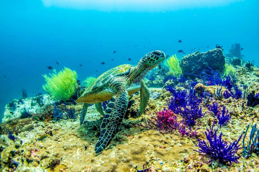 Fujairah: 2 Fun Dive Experience for Certified Divers - Preparing at the Nemo Diving Center