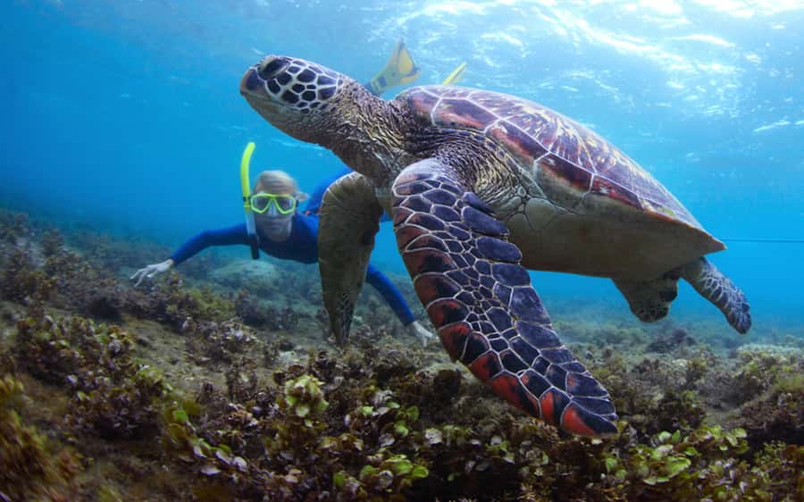 Fujairah: Snorkeling and Watersports at Snoopy Island - Key points to know before you book
