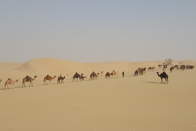 Liwa Oasis Desert Drive from Abu Dhabi - The silence is part of the attraction